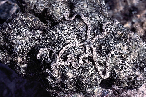 GreenIsland_49_BrittleStar_g.jpg