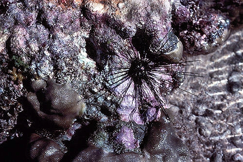 GreenIsland_54_SeaUrchin_g.jpg