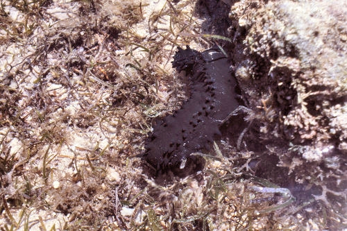 GreenIsland_56_BecheDeMare_BlackSeaCucumber_g.jpg