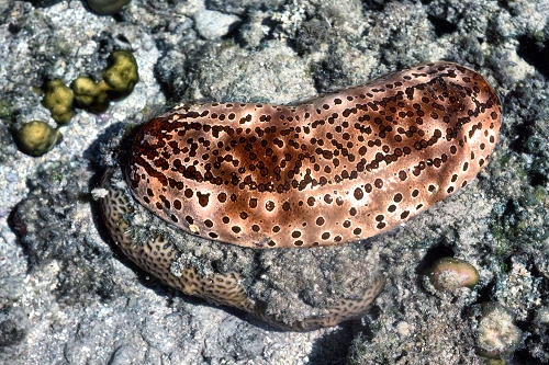 GreenIsland_59_BecheDeMare_SeaCucumber_g.jpg