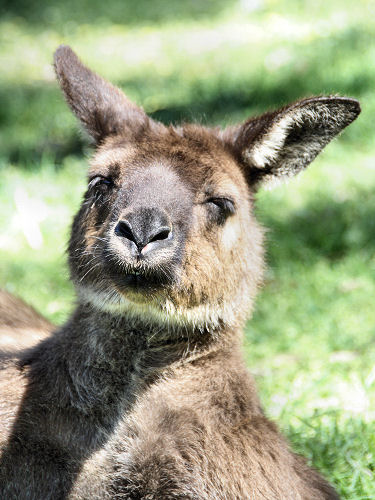 RedKangaroo_5261.jpg