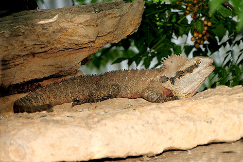 ReptilePark_Renmark_7935_WaterDragon.jpg