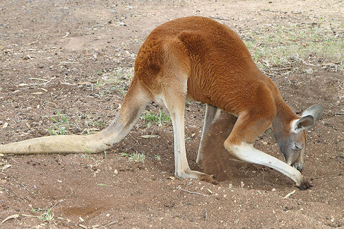 ReptilePark_Renmark_7938_RedKangaroo.jpg