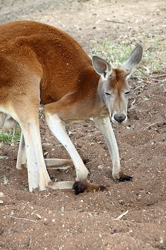 ReptilePark_Renmark_7939_RedKangaroo_V.jpg