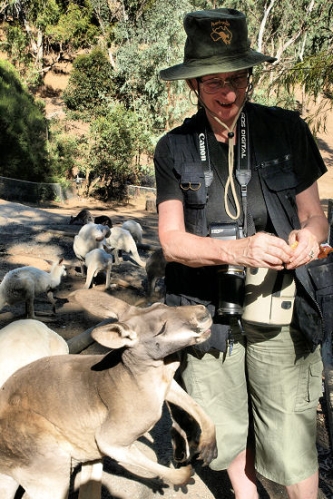 WesternGreyKangaroo_P3031538.jpg
