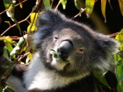 Koala_1659