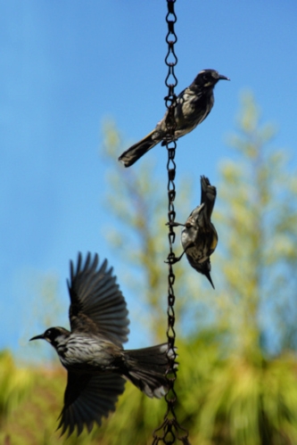 NewHollandHoneyEaters_0911.jpg