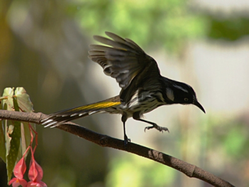 NewHollandHoneyeater_DSC00764.jpg