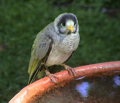 NoisyMiner11.jpg
