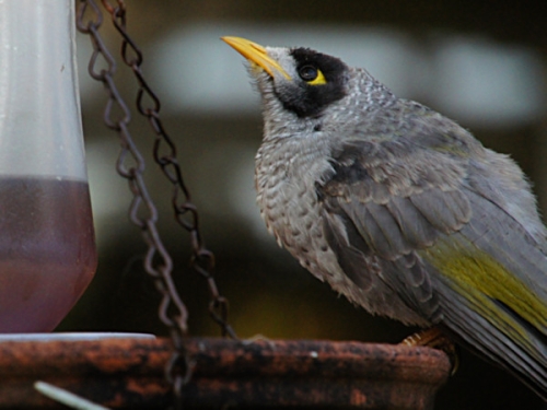 NoisyMiner_DSC00333.jpg