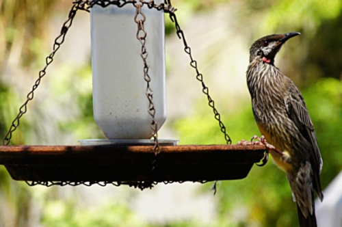 RedWattleBird_DSC01177.jpg