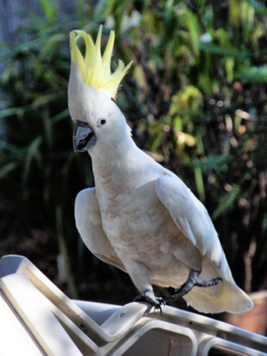 SulphurCrestedCockatoo_DSC00200.jpg