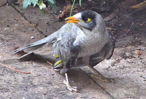 _NoisyMiner_0488.jpg
